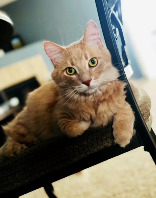 Enlarge Scotty, a Adoptable Domestic Medium Hair in Holly, MI image 2/4