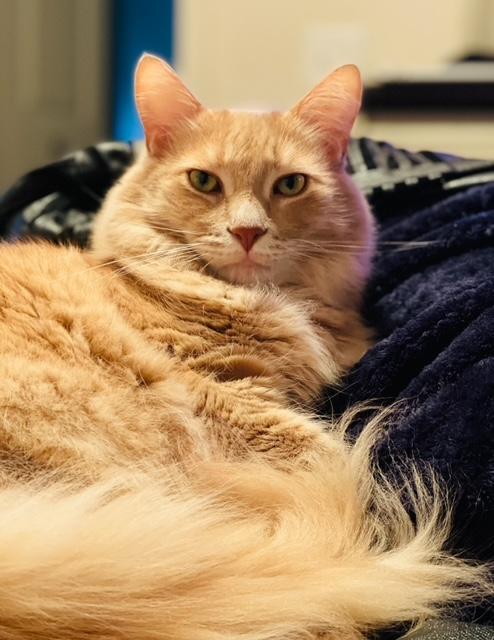 Enlarge Scotty, a Adoptable Domestic Medium Hair in Holly, MI image 3/4