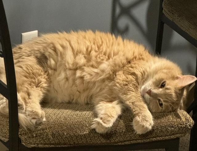 Enlarge Scotty, a Adoptable Domestic Medium Hair in Holly, MI image 4/4