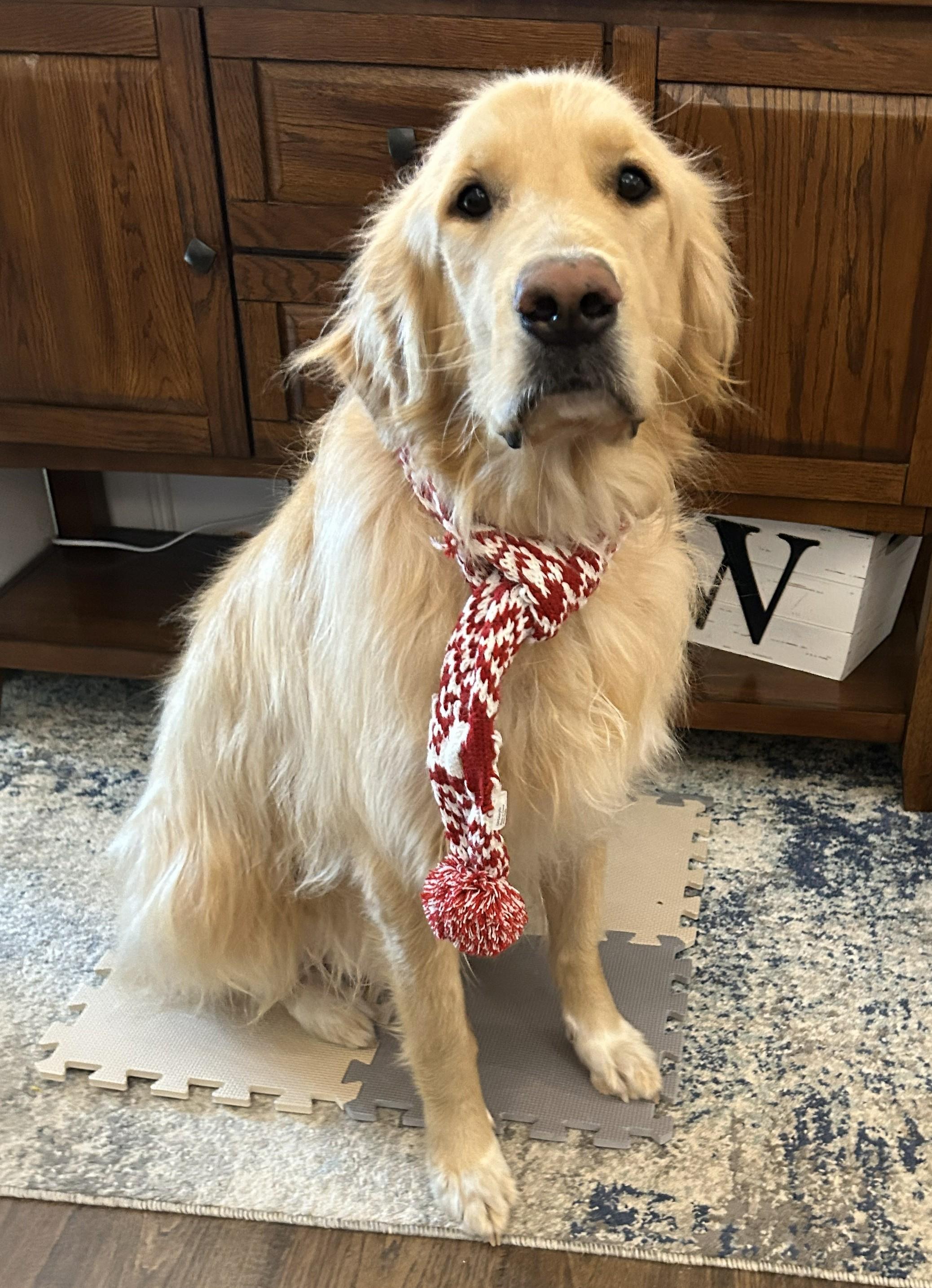 Enlarge Astro , a ADOPTABLE mixed breed in Kiowa, OK image 2/6