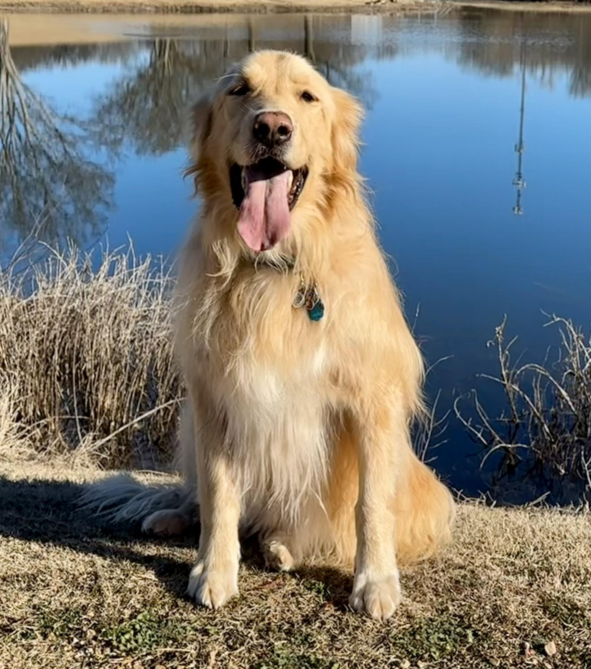 Enlarge Astro , a ADOPTABLE mixed breed in Kiowa, OK image 5/6