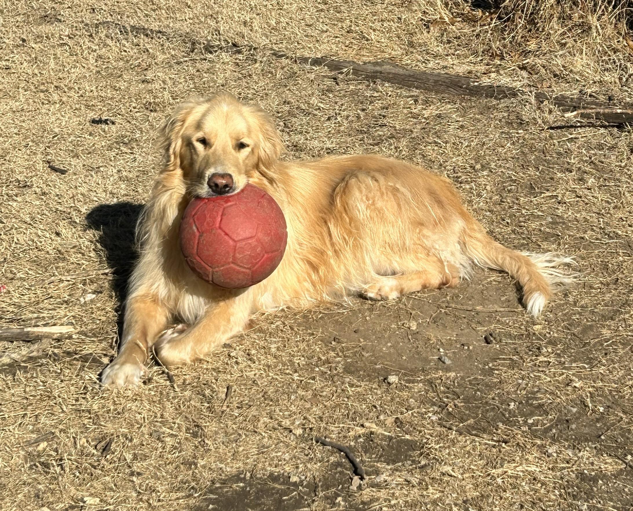 Astro , ADOPTABLE, Adult Male Golden Retriever & Great Pyrenees.