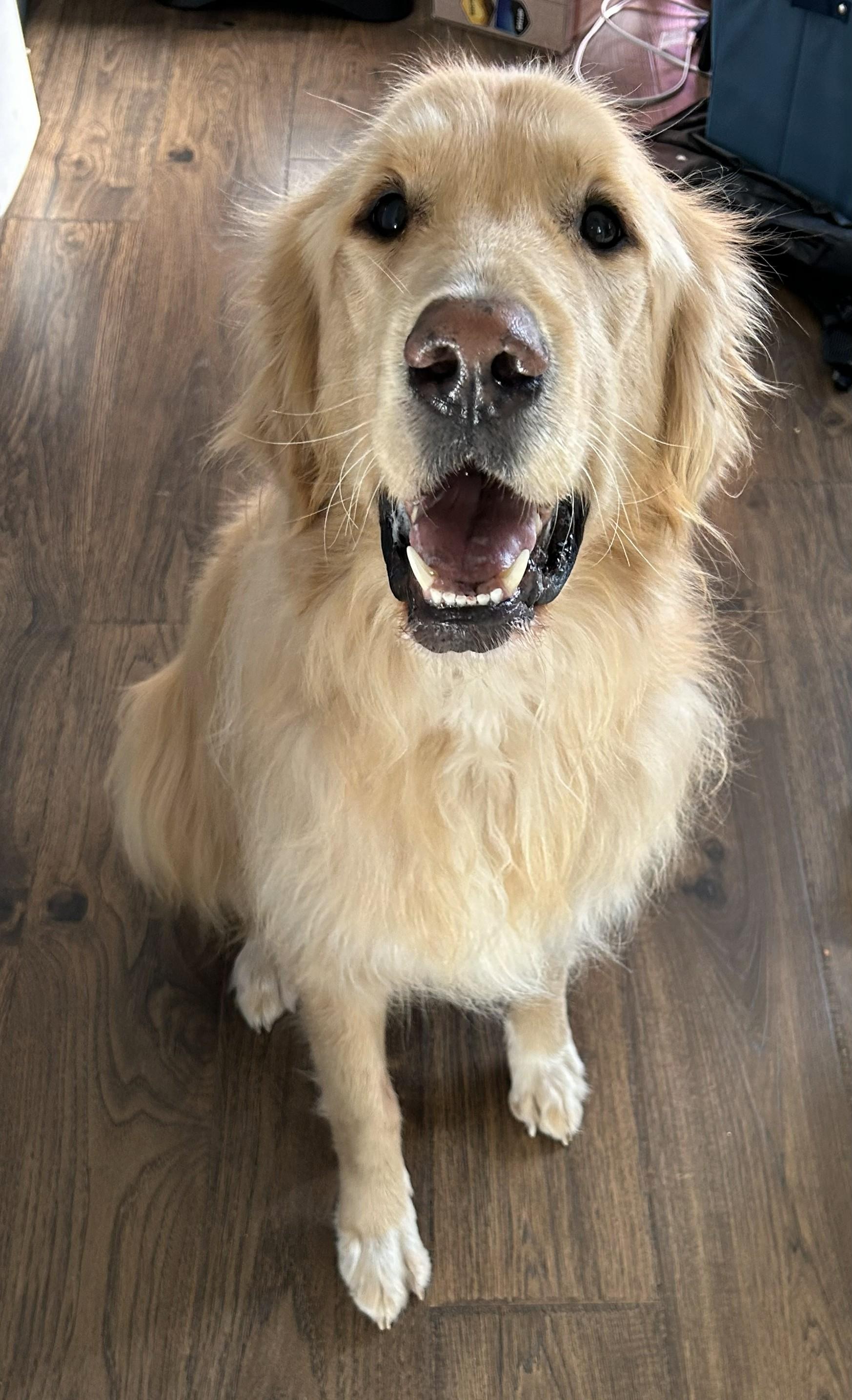 Enlarge Astro , a ADOPTABLE mixed breed in Kiowa, OK image 6/6