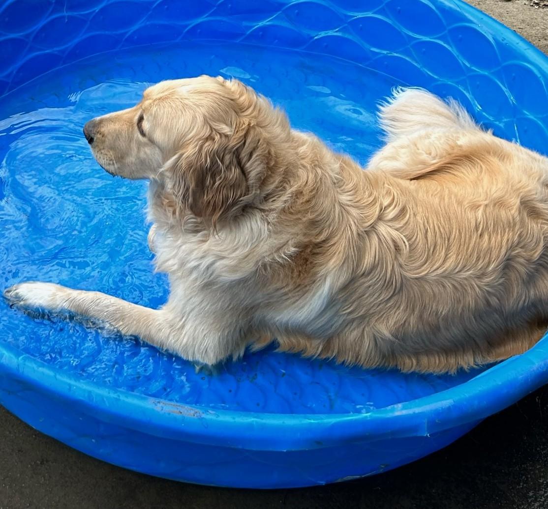 Enlarge Astro , a ADOPTABLE mixed breed in Kiowa, OK image 3/6