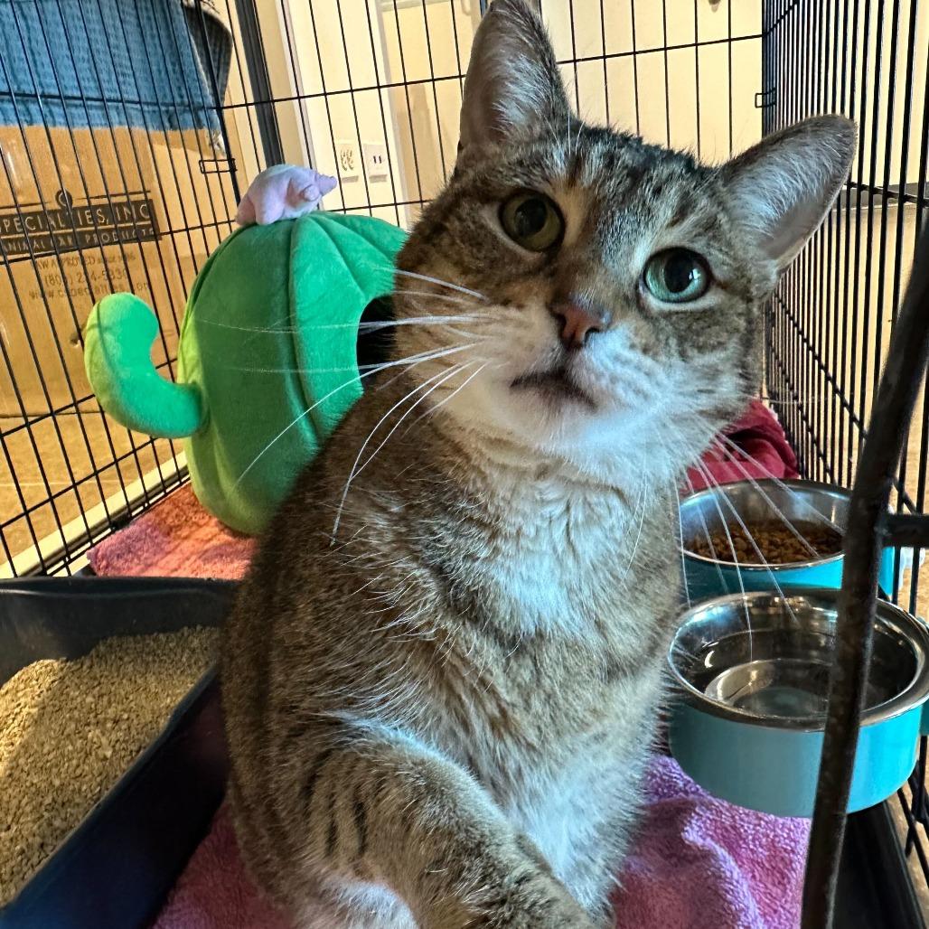 Enlarge Jazlynn, a Adoptable Domestic Short Hair in Matteson, IL image 1/1