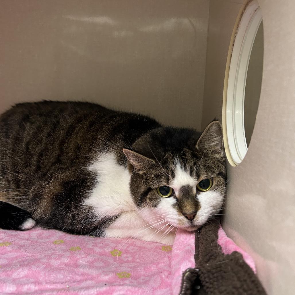 Lola, Adoptable, Senior Female Domestic Short Hair.