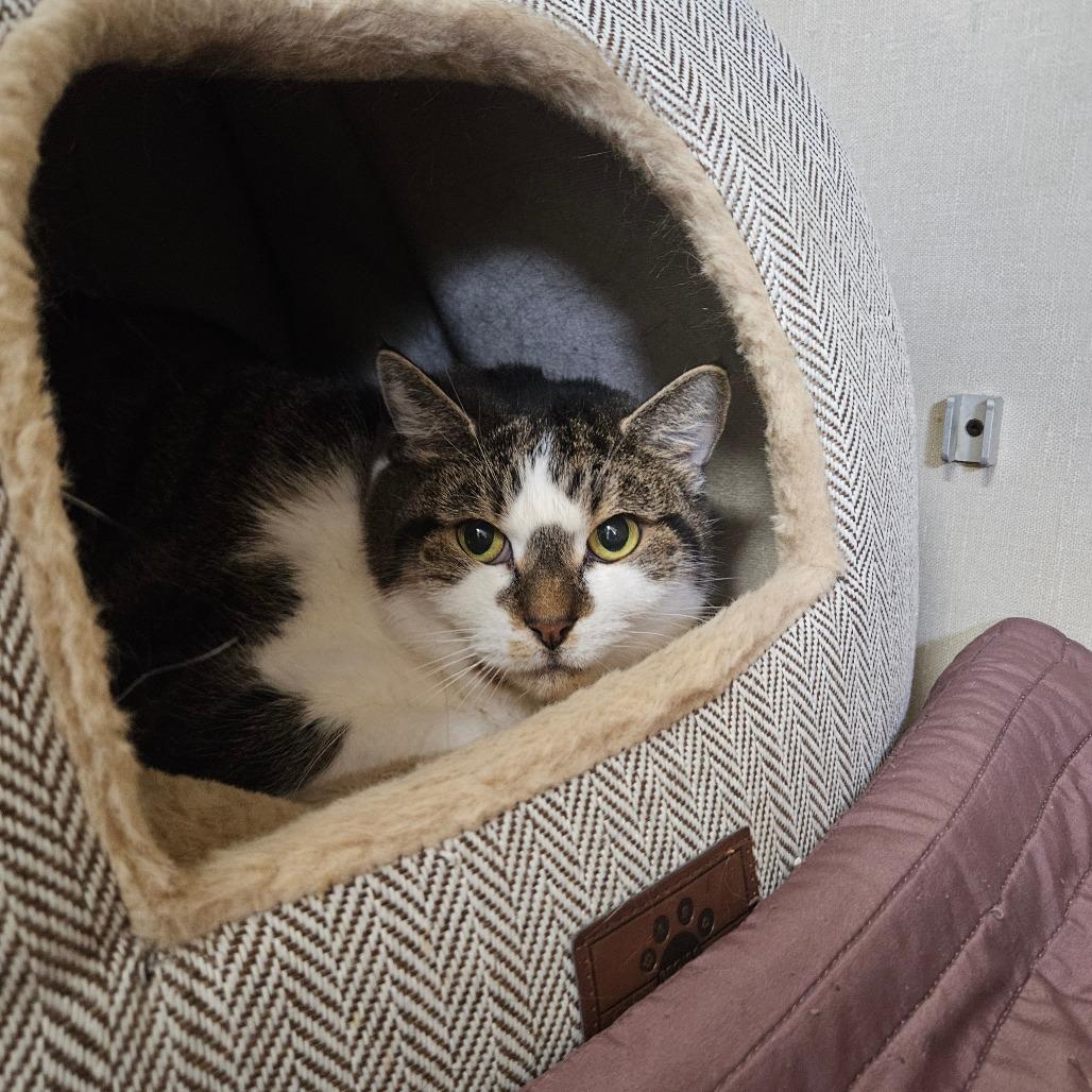 Enlarge Lola, a Adoptable Domestic Short Hair in Conway, NH image 2/2