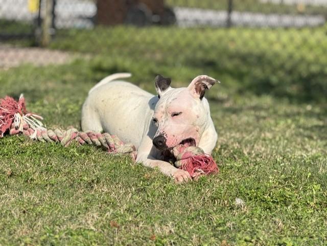 Enlarge HOPE, a Adoptable Pit Bull Terrier in Lynn Haven, FL image 2/4