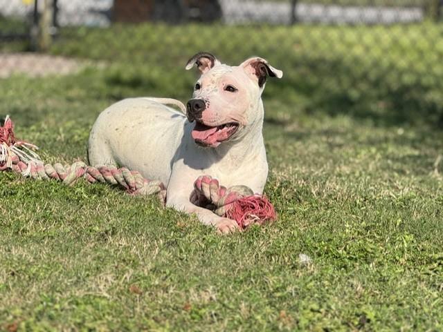 HOPE, Adoptable, Young Female Pit Bull Terrier.