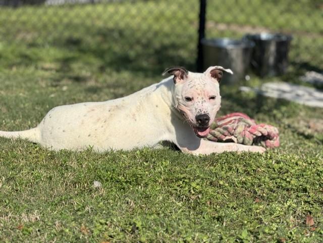 Enlarge HOPE, a Adoptable Pit Bull Terrier in Lynn Haven, FL image 3/4