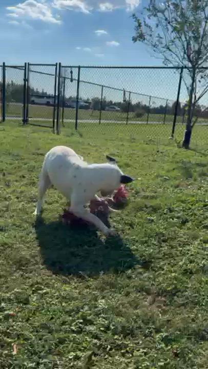 Enlarge HOPE, a Adoptable Pit Bull Terrier in Lynn Haven, FL video 4/4