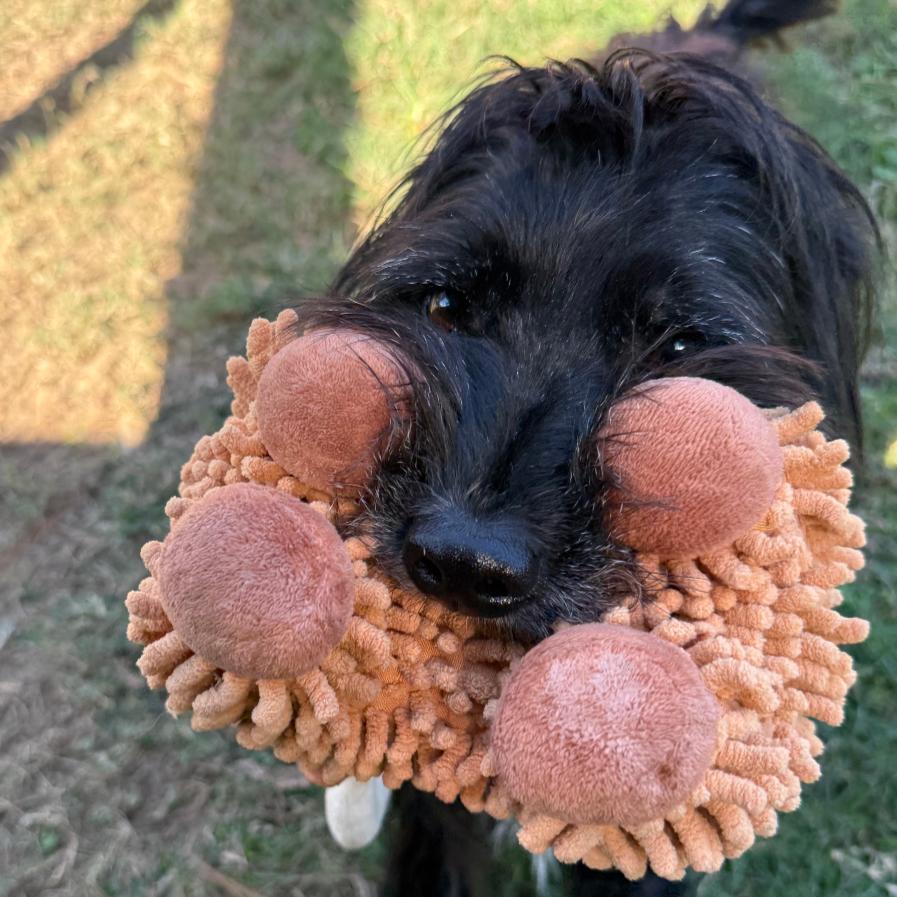 McFly, Adoptable, Adult Male Terrier.