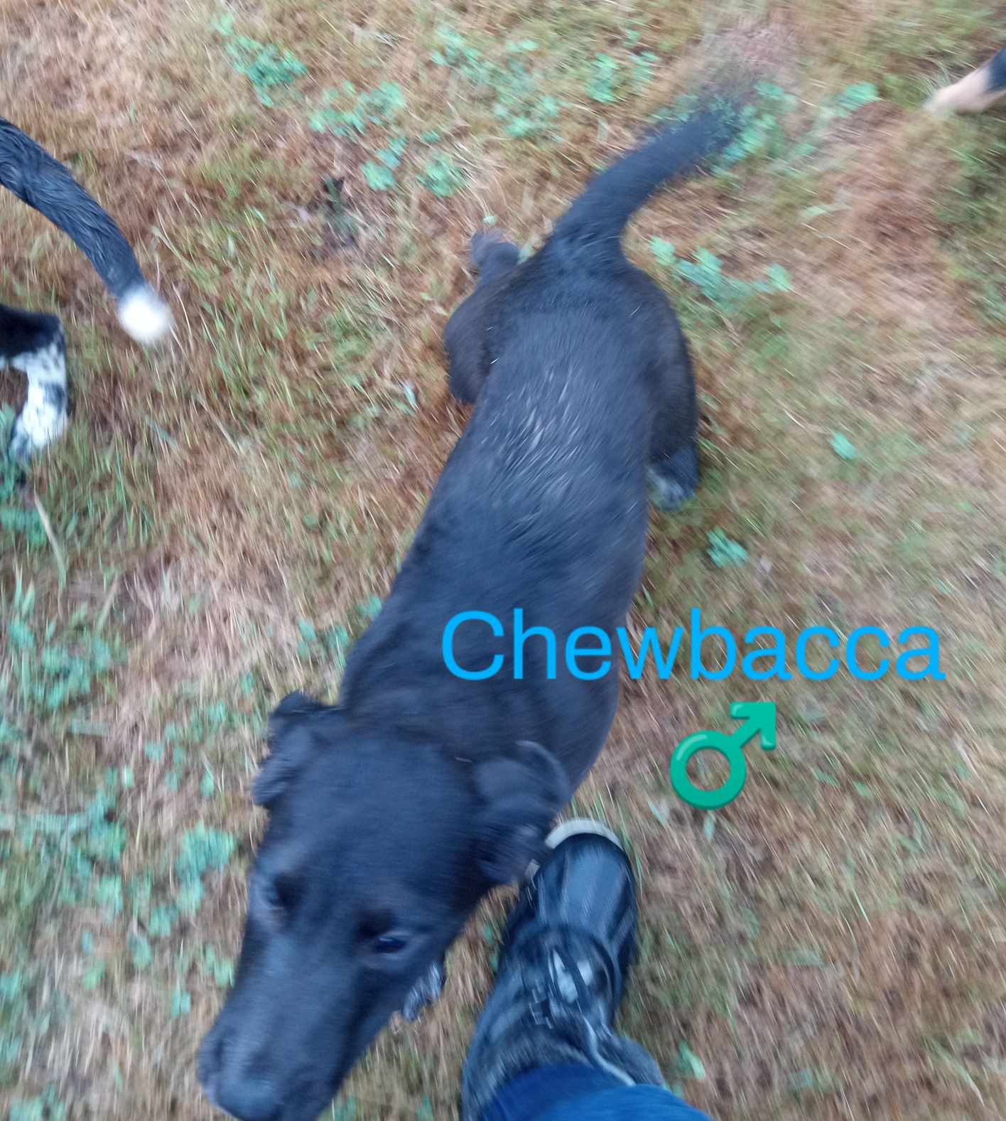 Chewbacca, Young Male Black Labrador Retriever
