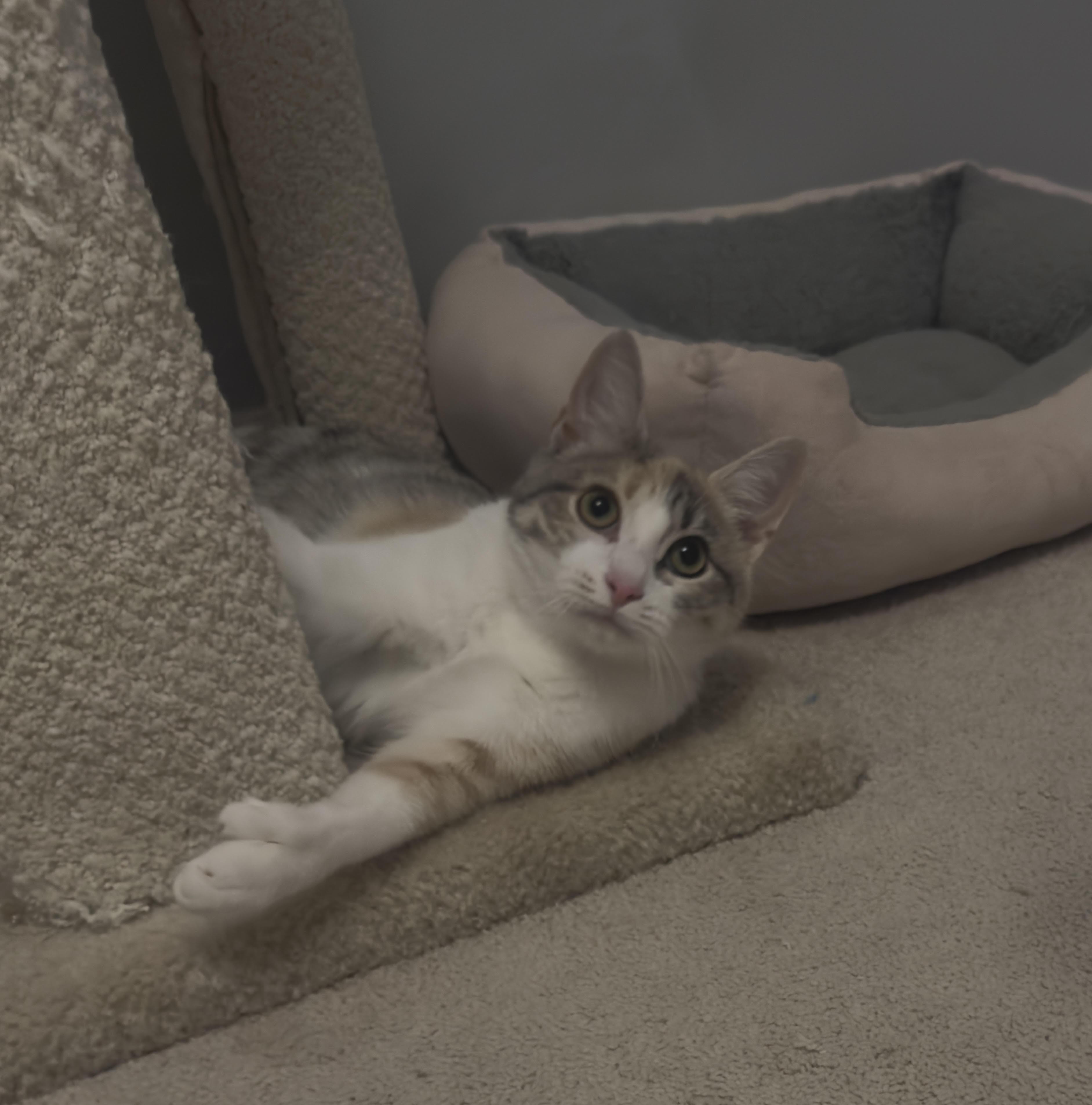 Anna, Adoptable, Kitten Female Dilute Calico.