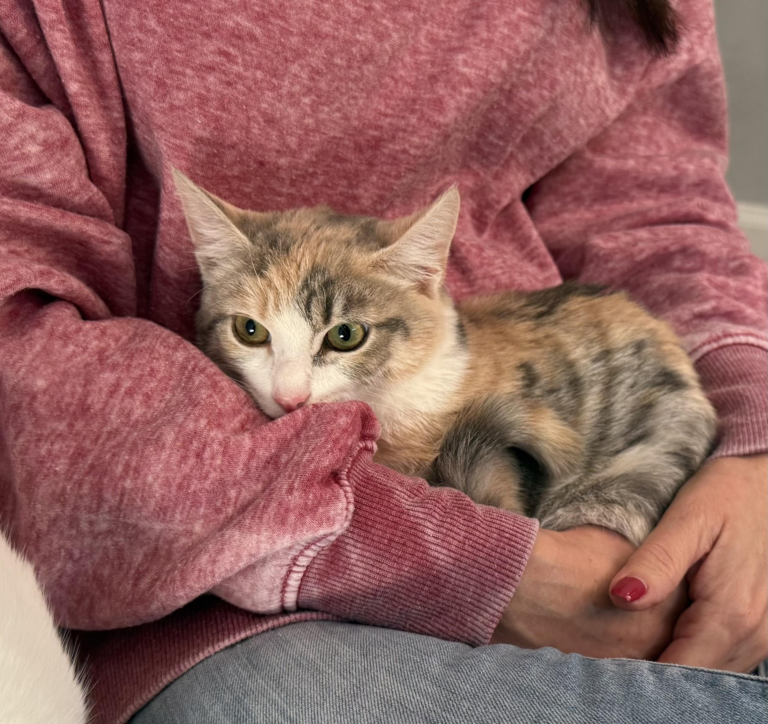 Enlarge Anna, a Adoptable Dilute Calico in Frederick, MD image 1/3