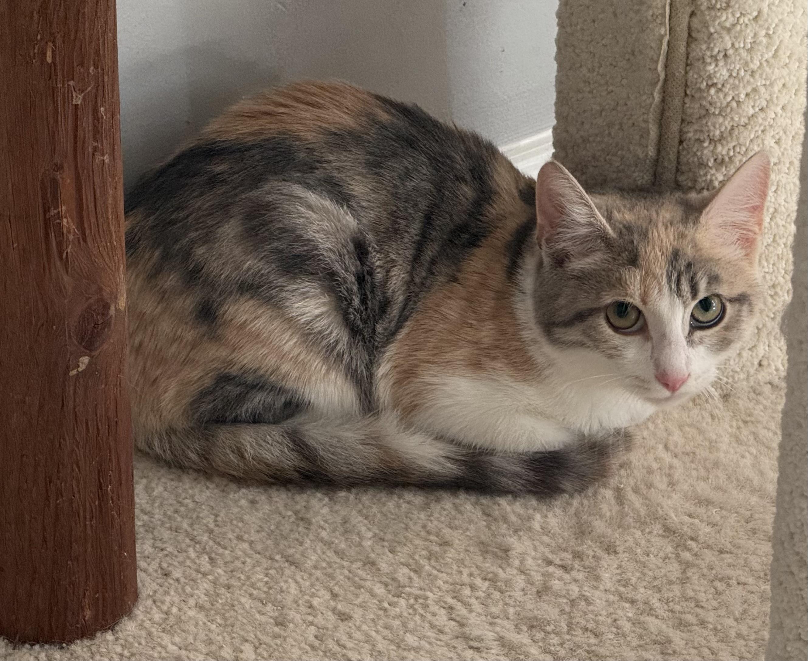 Enlarge Anna, a Adoptable Dilute Calico in Frederick, MD image 2/3