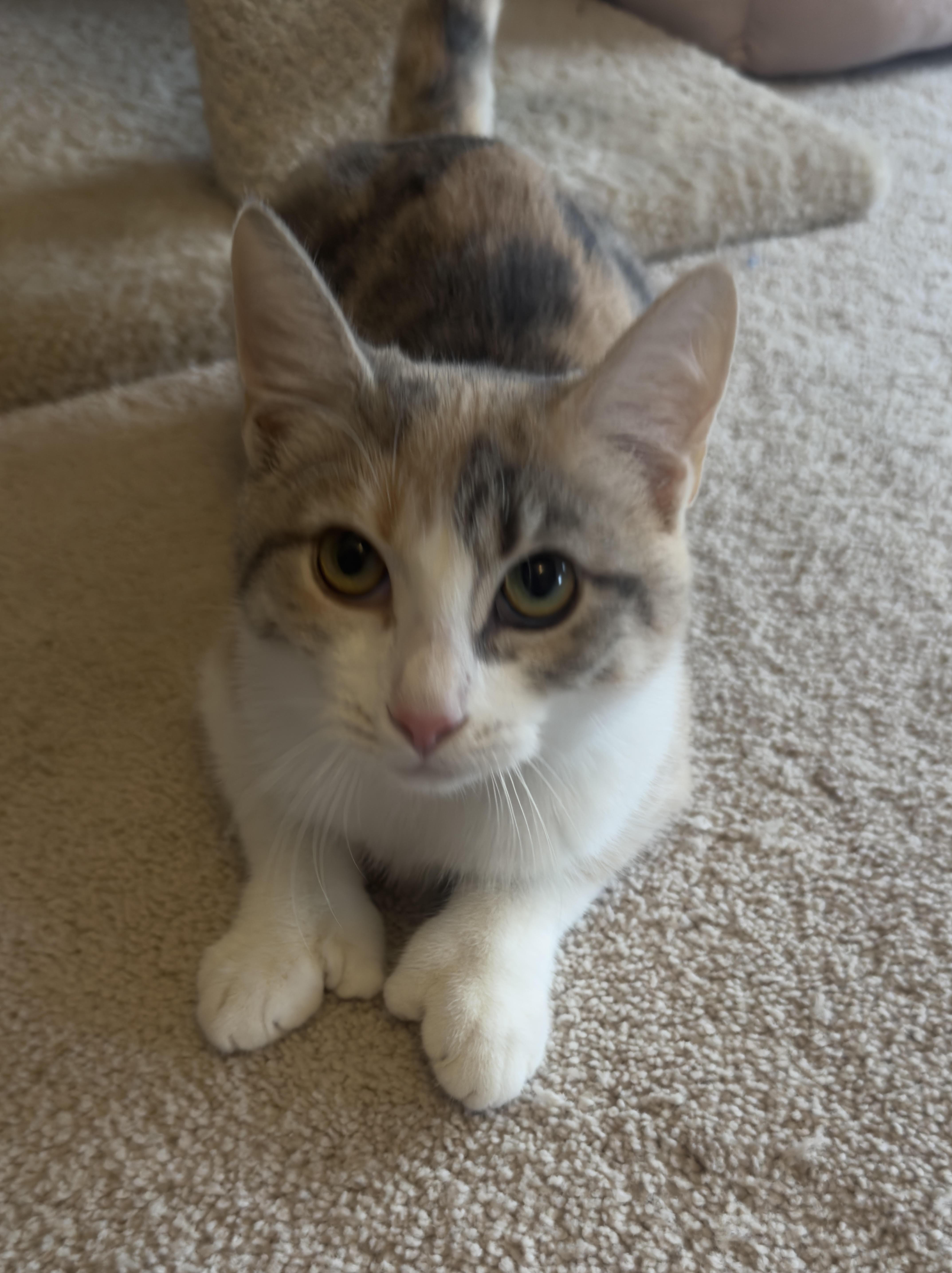 Anna, Adoptable, Kitten Female Dilute Calico.