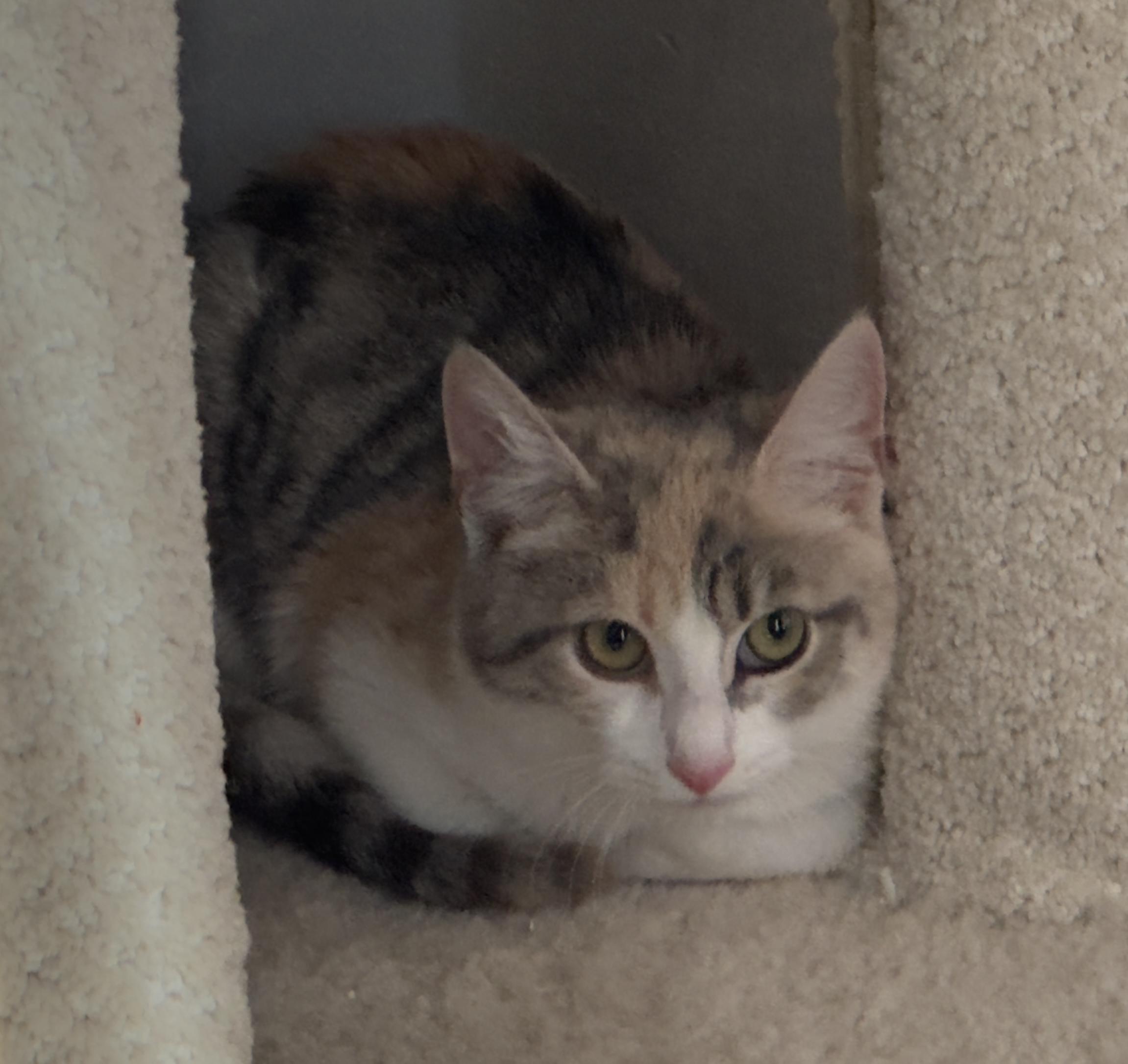 Enlarge Anna, a Adoptable Dilute Calico in Frederick, MD image 3/3