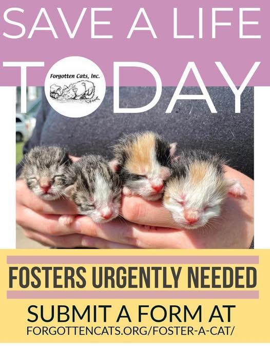 Enlarge Kitten Fosters Needed!, a Adoptable Domestic Short Hair in Greenville, DE image 1/1