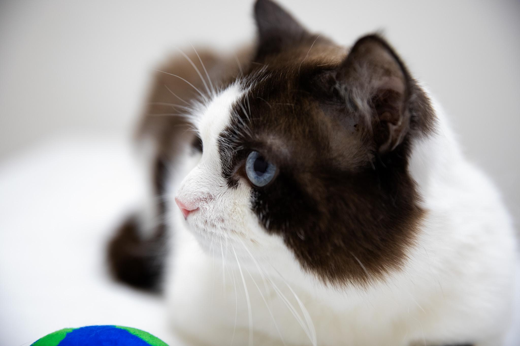 Puzzle, a ADOPTABLE Snowshoe in Montclair, NJ image 6/6