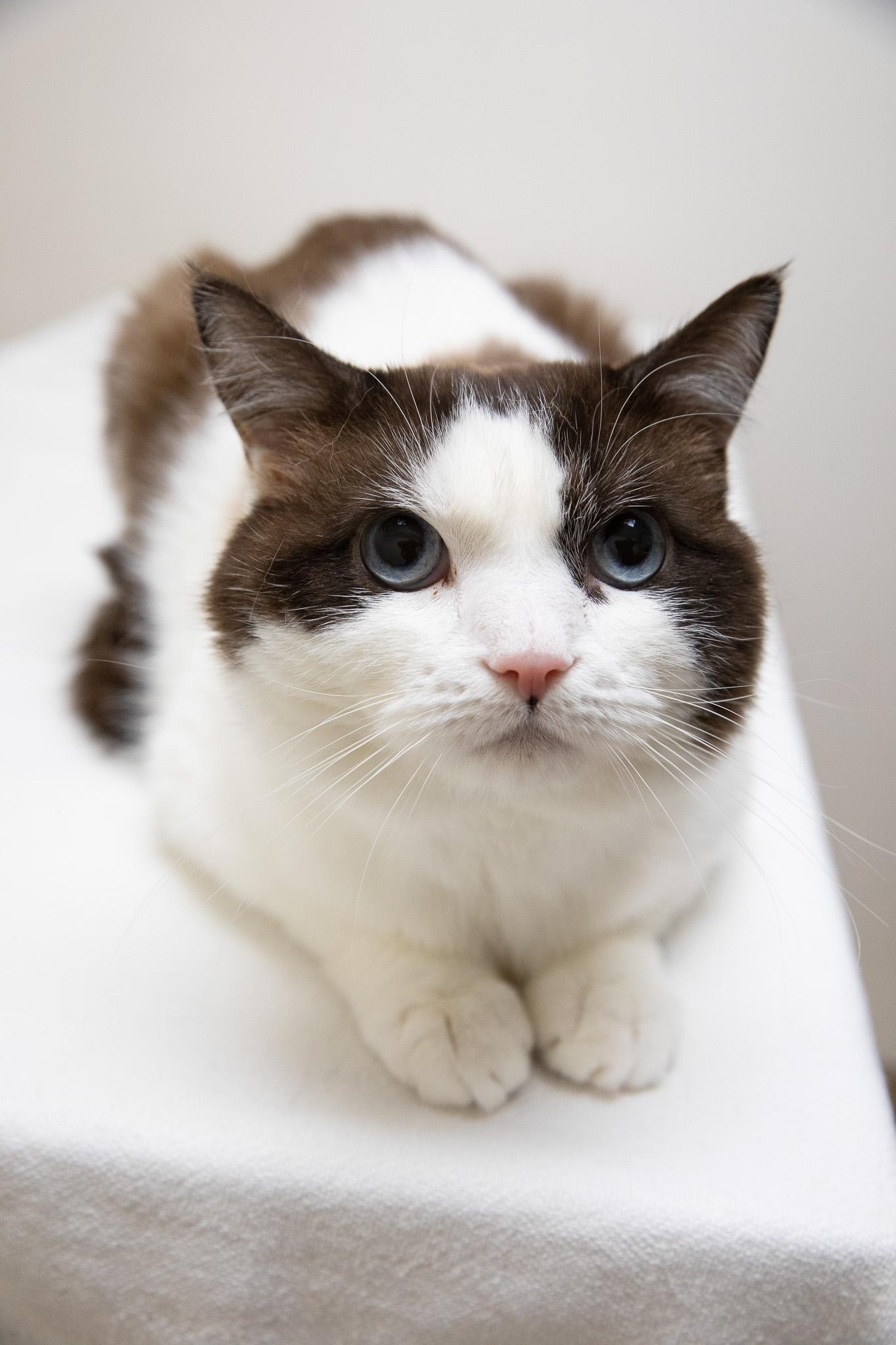 Puzzle, a ADOPTABLE Snowshoe in Montclair, NJ image 3/6