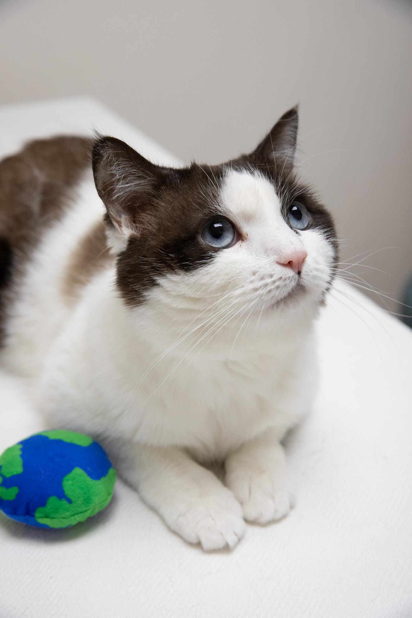 Puzzle, a ADOPTABLE Snowshoe in Montclair, NJ image 5/6