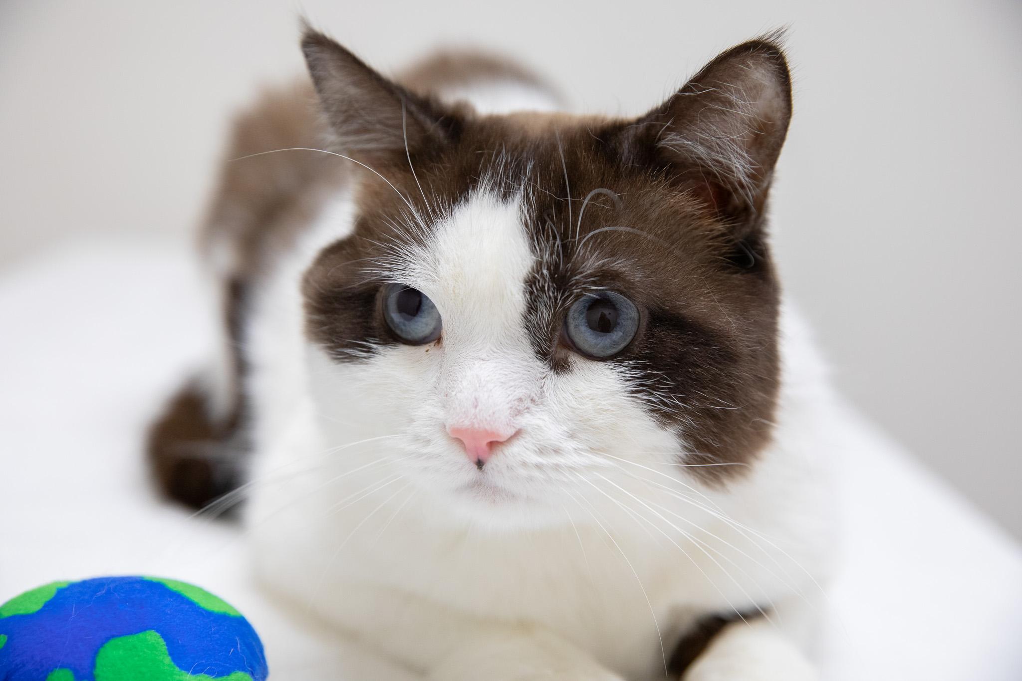 Puzzle, a ADOPTABLE Snowshoe in Montclair, NJ image 2/6