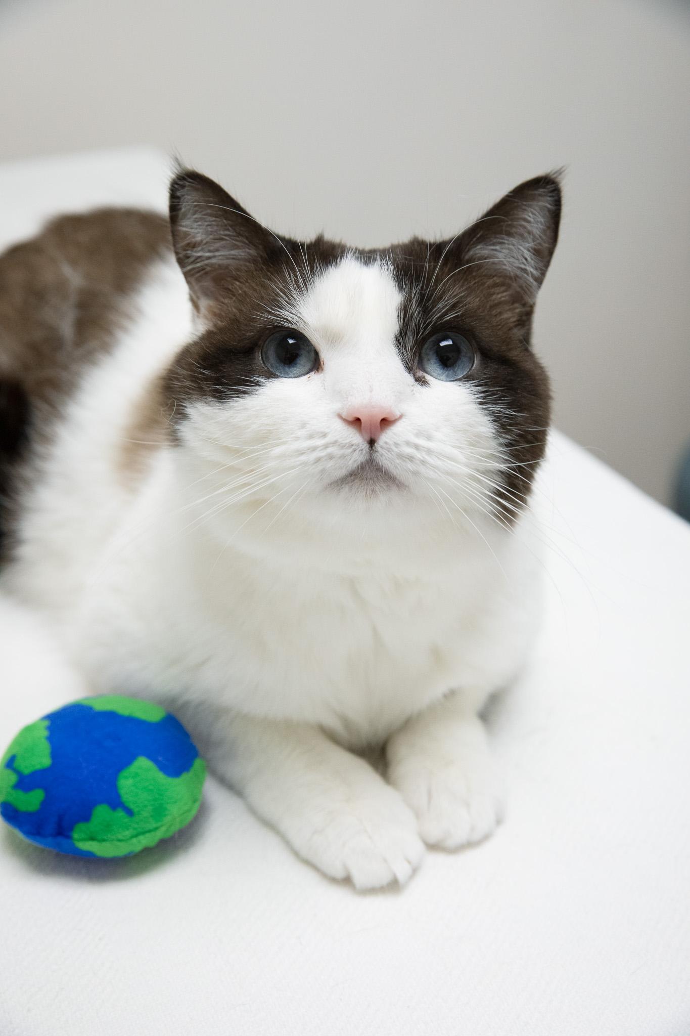 Puzzle, a ADOPTABLE Snowshoe in Montclair, NJ image 1/6
