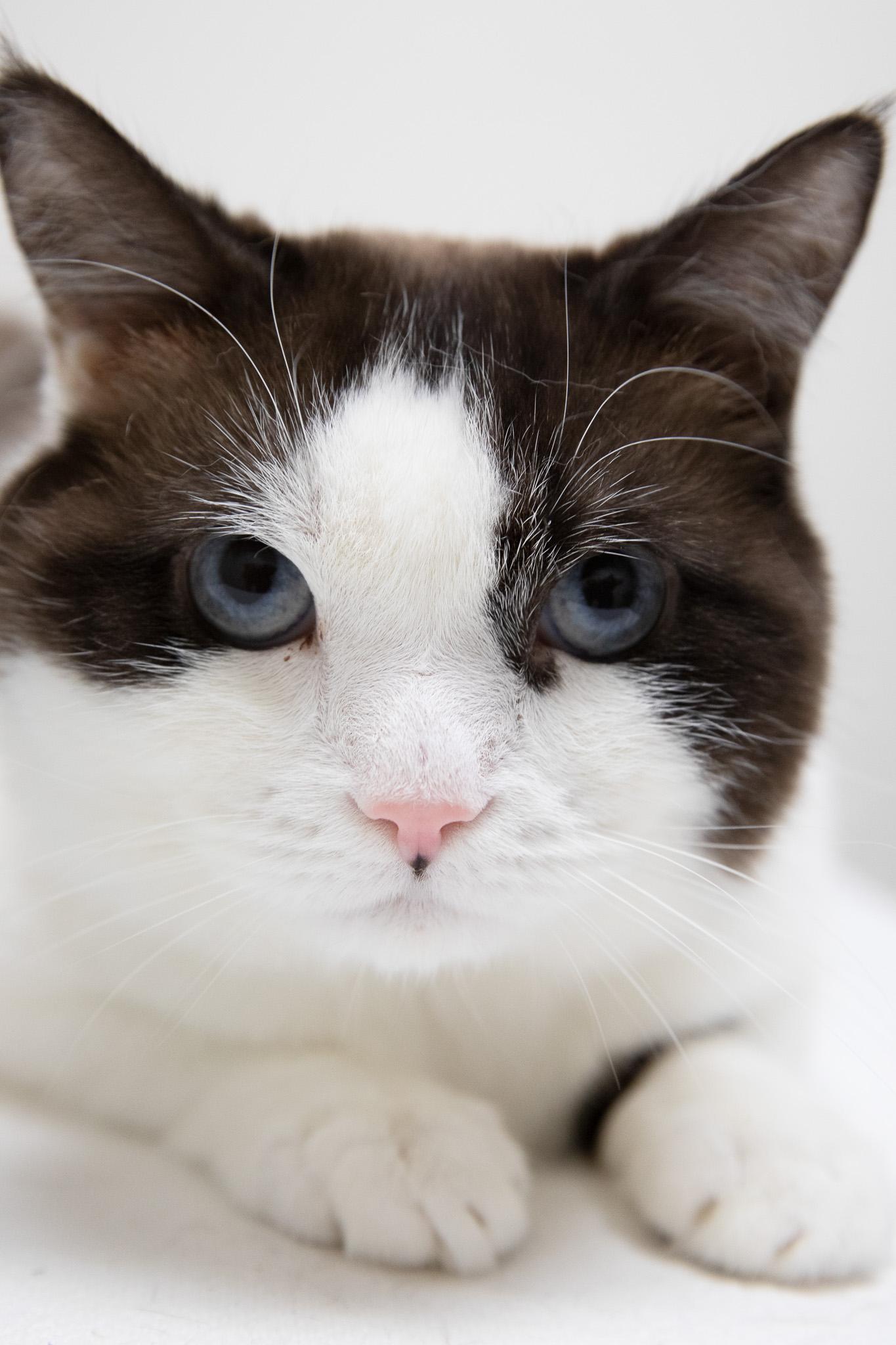 Puzzle, a ADOPTABLE Snowshoe in Montclair, NJ image 4/6