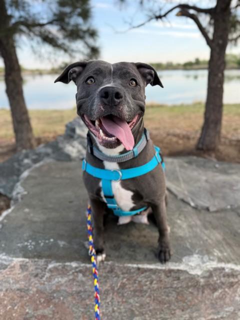 Enlarge ELLEN, a Adoptable Pit Bull Terrier in Brighton, CO image 1/1