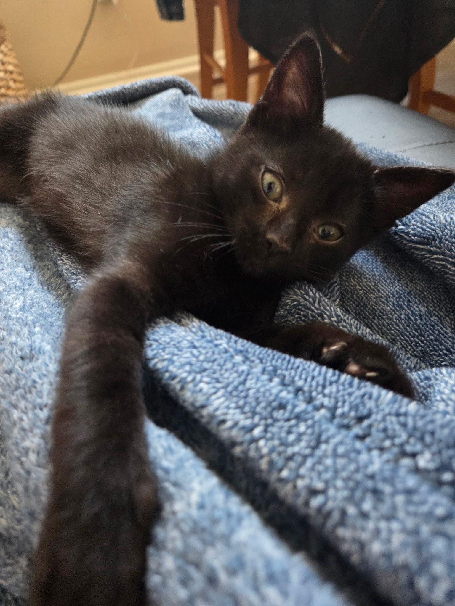 Ender, adopted, Kitten Male American Shorthair.