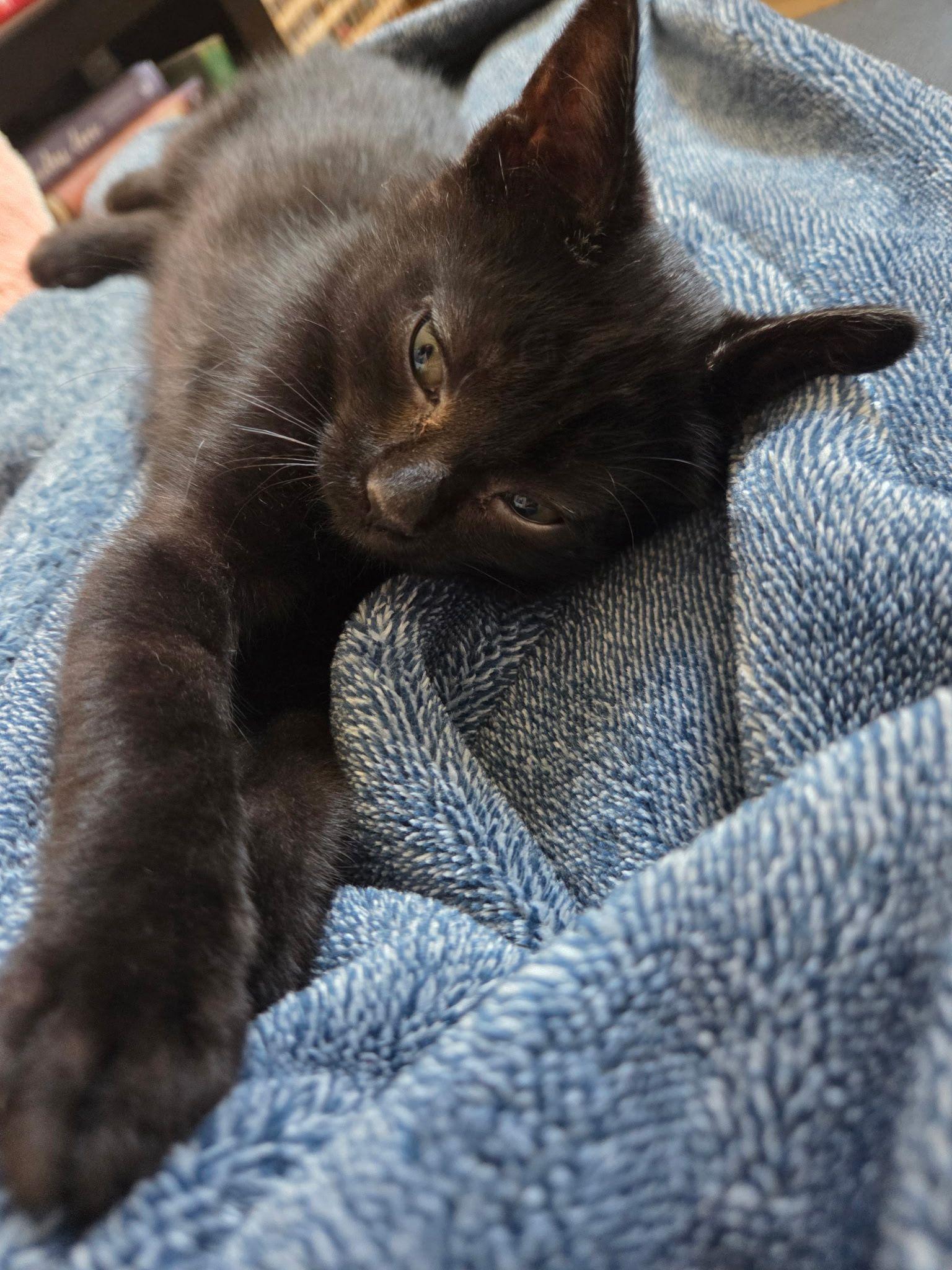 Enlarge Ender, an adopted American Shorthair in Tampa, FL image 2/2