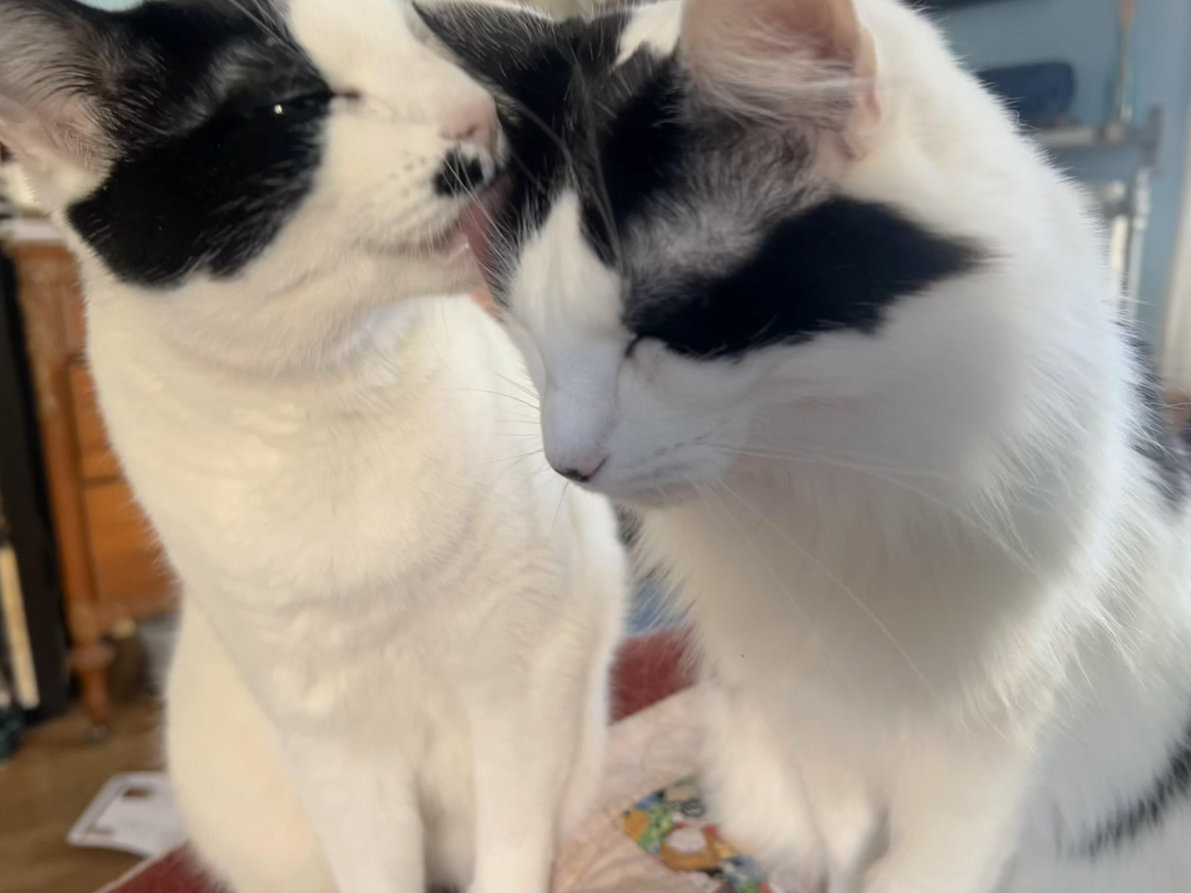 Enlarge Need a home for Christmas!, a ADOPTABLE Domestic Long Hair in Jamaica Plain, MA image 2/3