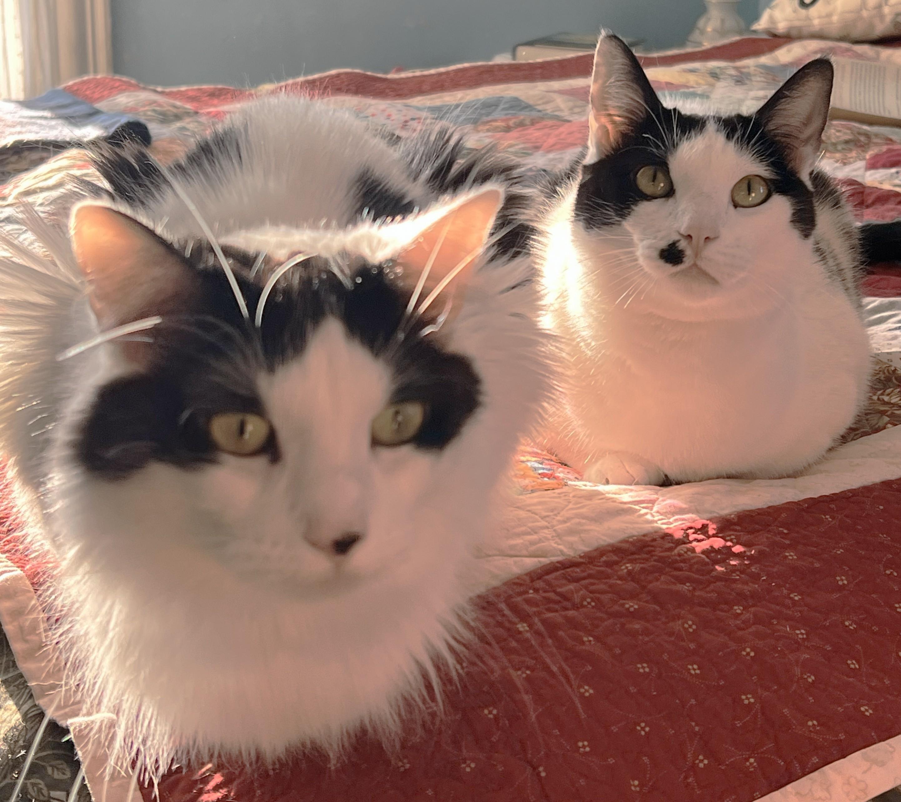 Need a home for Christmas!, ADOPTABLE, Adult Female Domestic Long Hair.