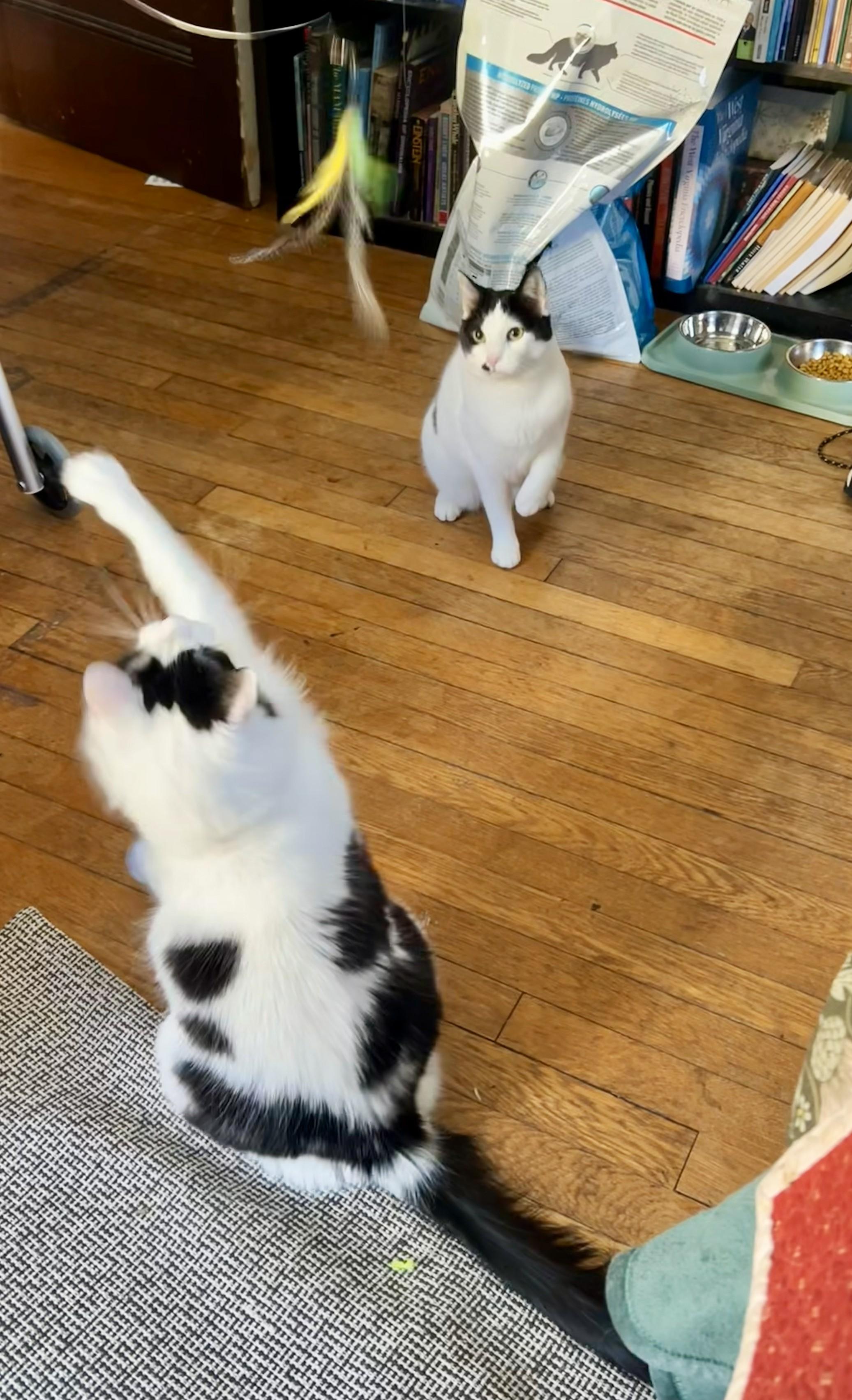 Enlarge Need a home for Christmas!, a ADOPTABLE Domestic Long Hair in Jamaica Plain, MA image 3/3