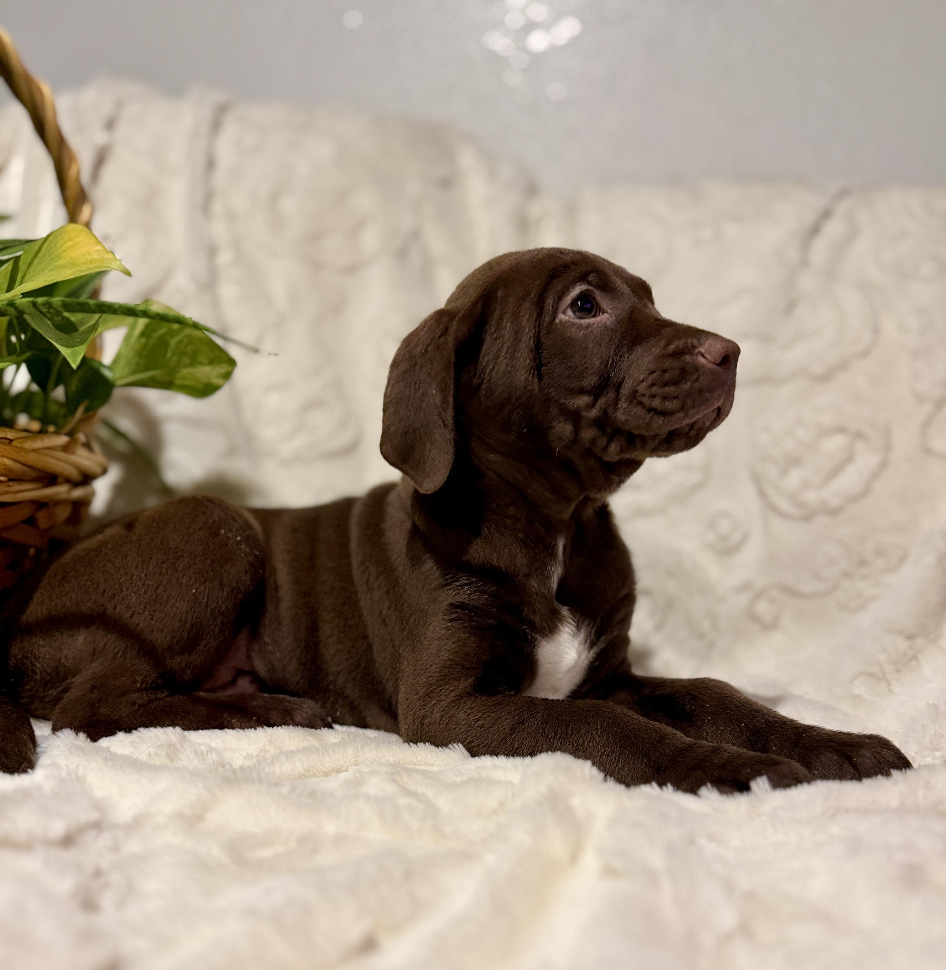 Enlarge Nestle, a ADOPTABLE Chocolate Labrador Retriever in Hales corners, WI image 4/4