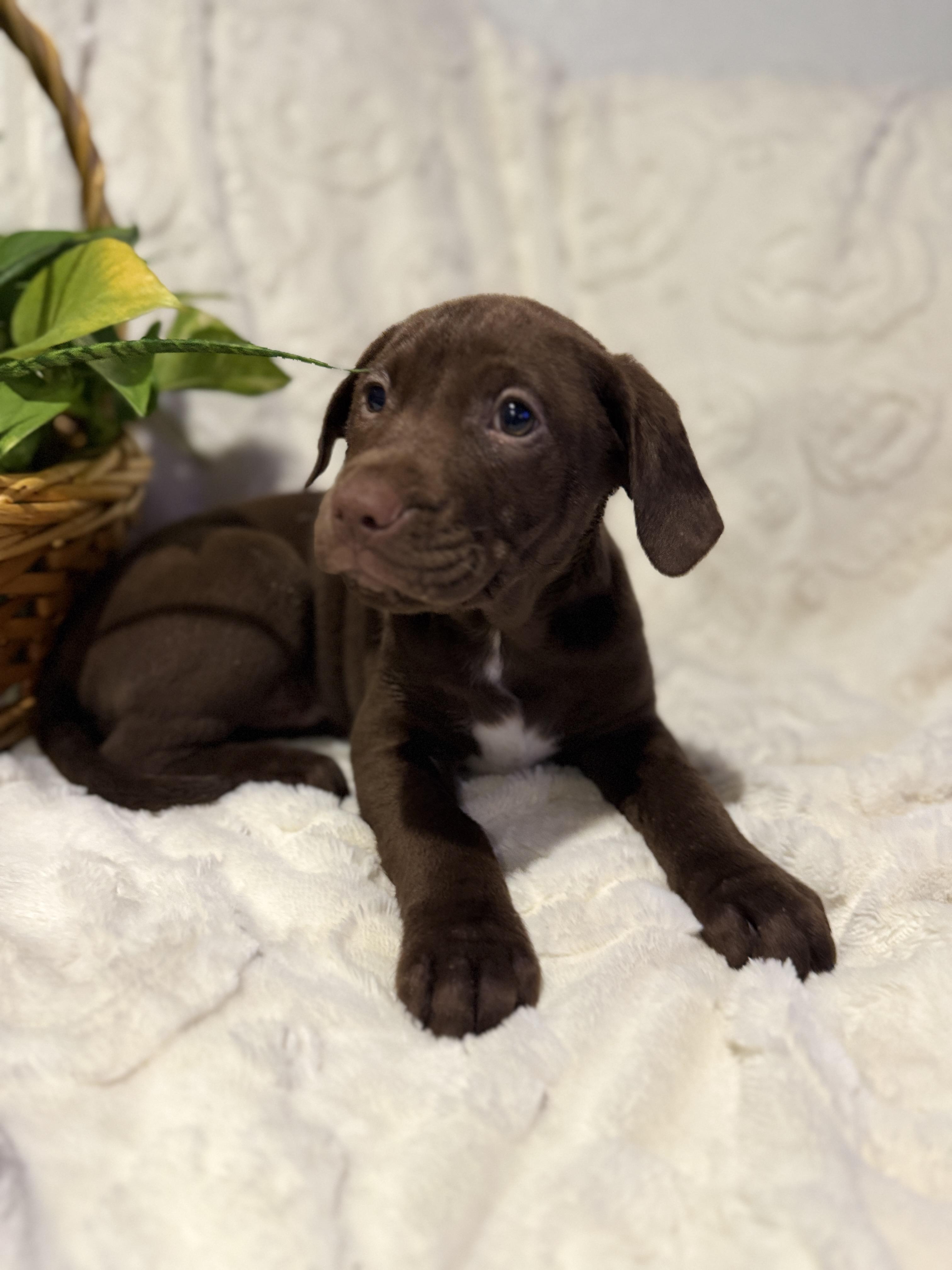 Enlarge Nestle, a ADOPTABLE Chocolate Labrador Retriever in Hales corners, WI image 2/4