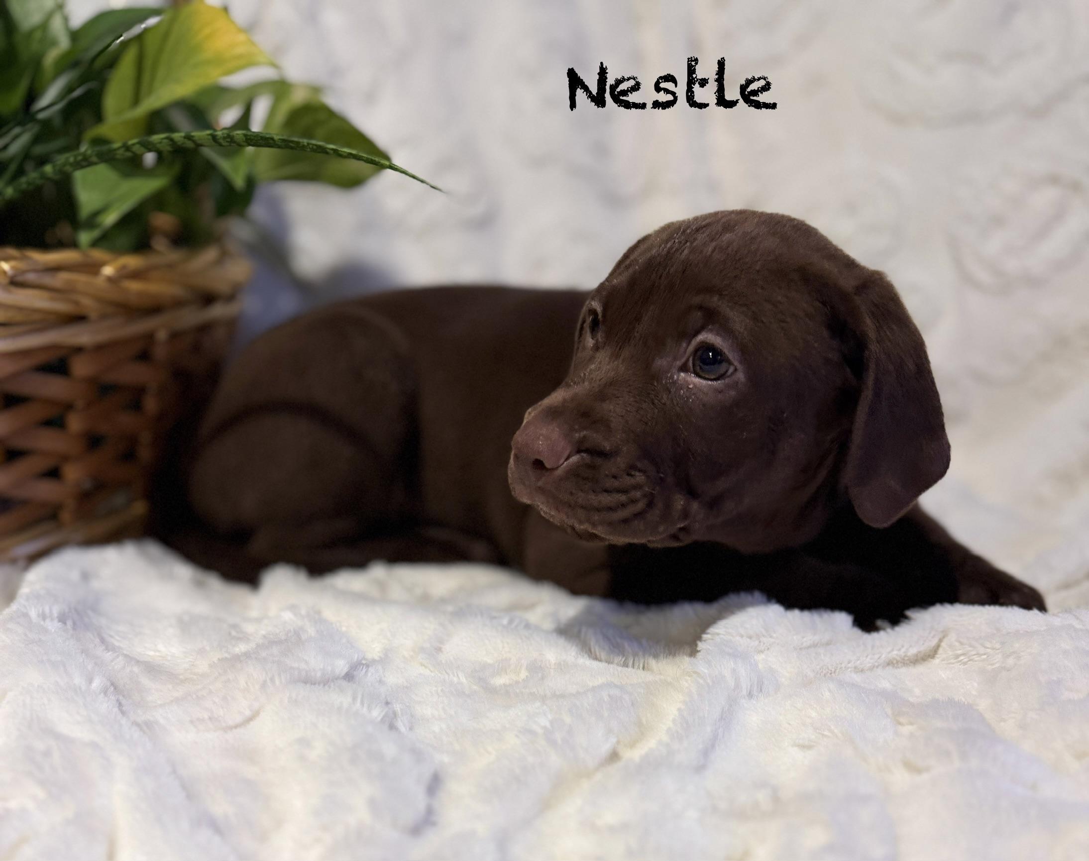 Enlarge Nestle, a ADOPTABLE Chocolate Labrador Retriever in Hales corners, WI image 3/4