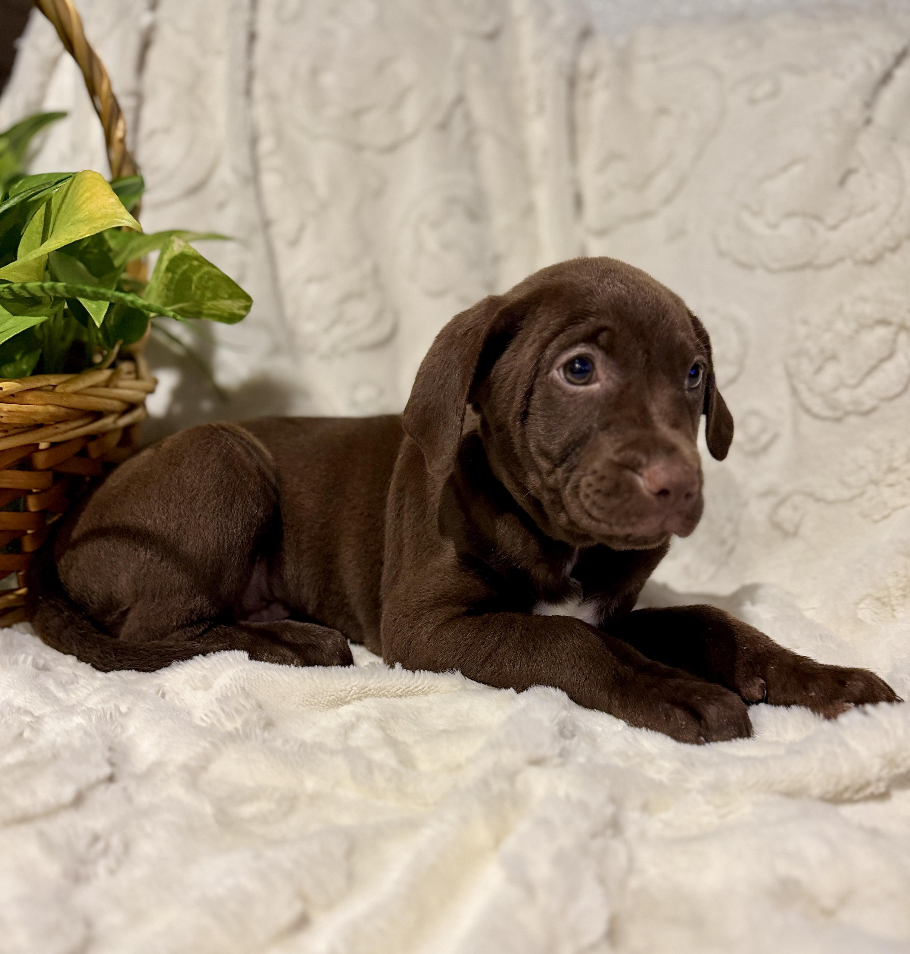 Nestle, ADOPTABLE, Puppy Male Chocolate Labrador Retriever.