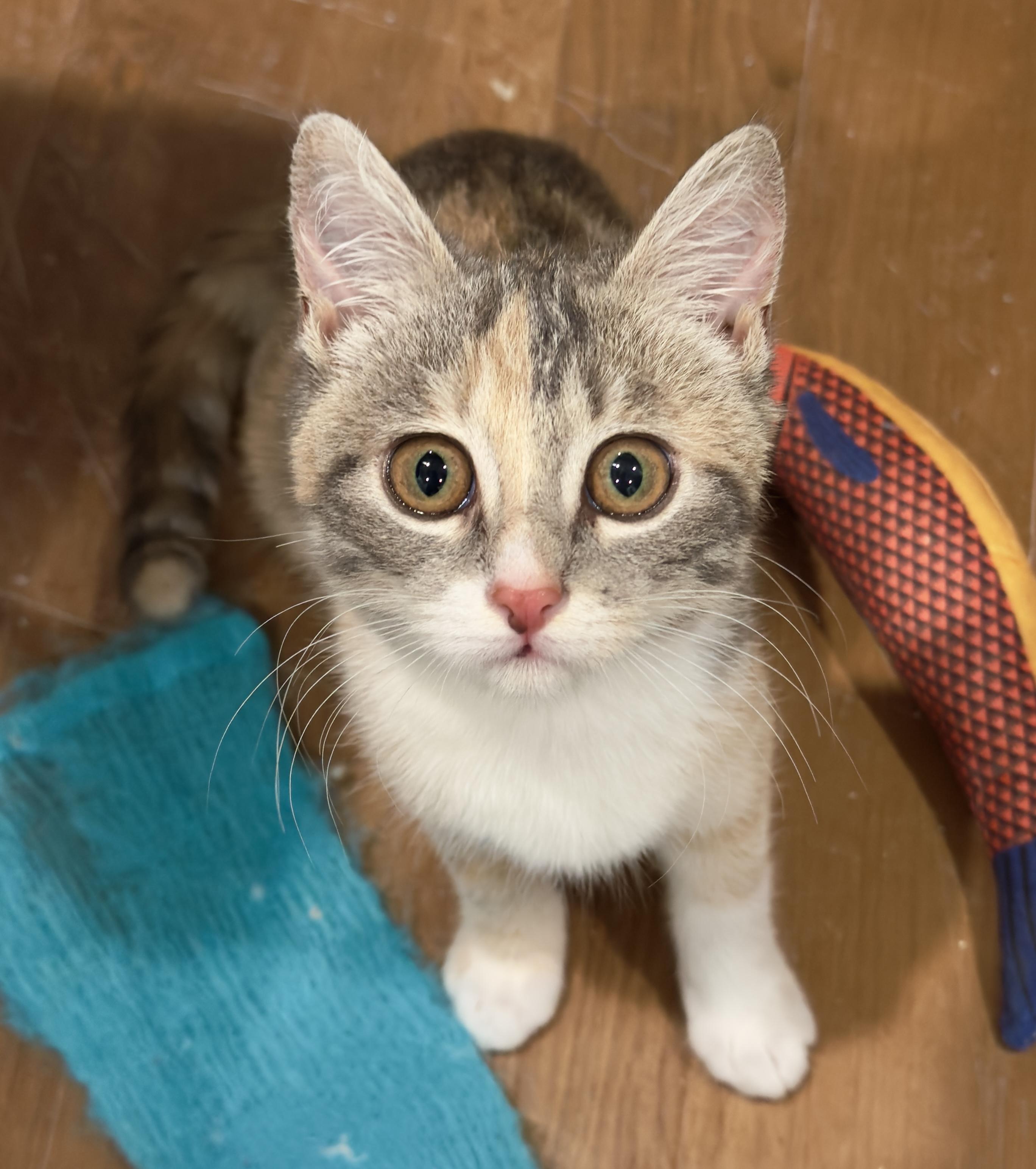 Enlarge Bubbles, an adopted Domestic Short Hair in Irvine, CA image 1/4