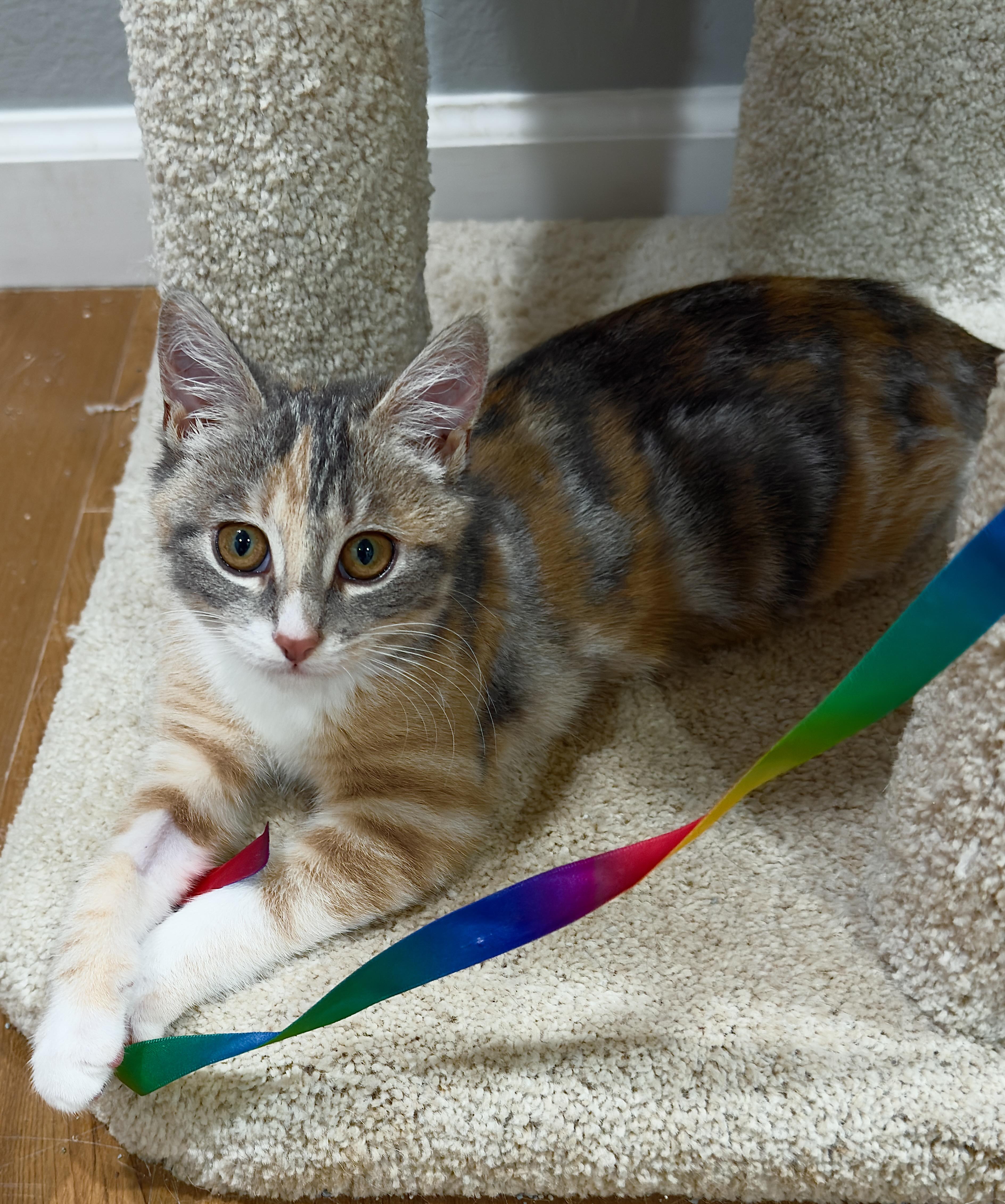 Enlarge Bubbles, an adopted Domestic Short Hair in Irvine, CA image 2/4