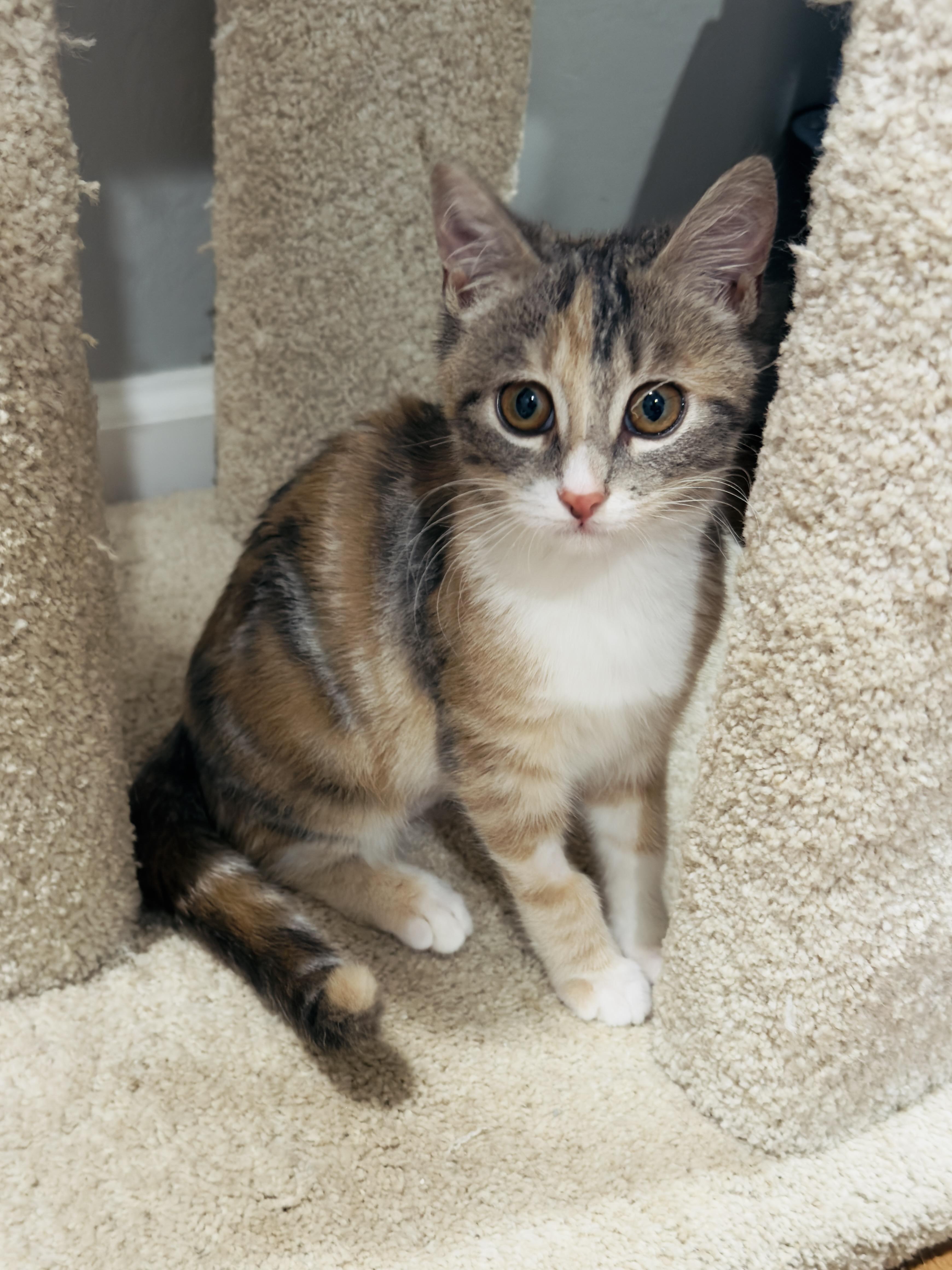 Enlarge Bubbles, an adopted Domestic Short Hair in Irvine, CA image 3/4