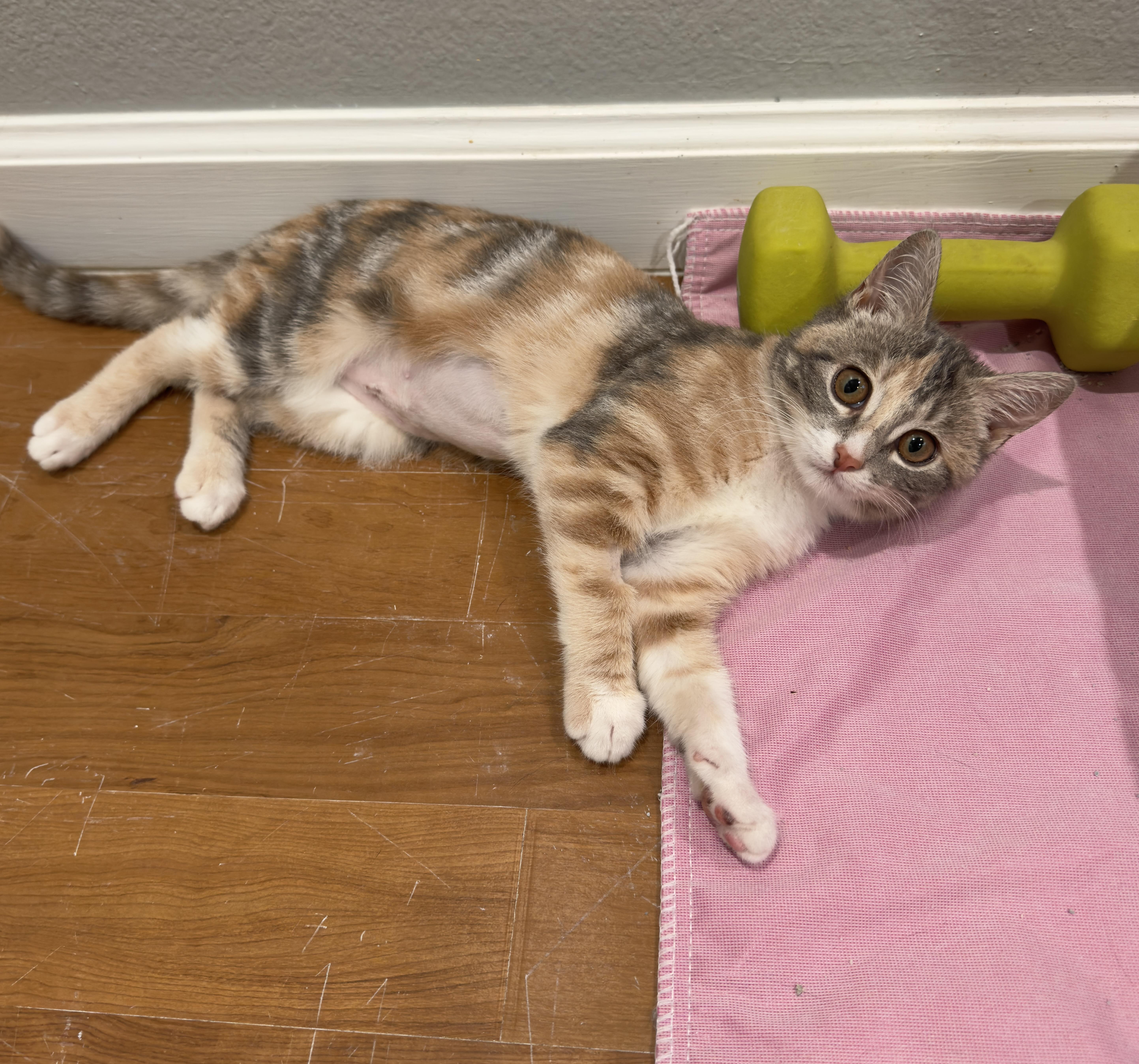 Enlarge Bubbles, an adopted Domestic Short Hair in Irvine, CA image 4/4