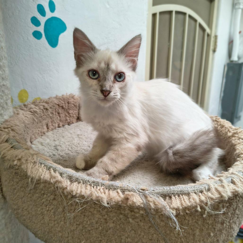 Enlarge Stetson, a Adoptable mixed breed in Las Cruces, NM image 3/4