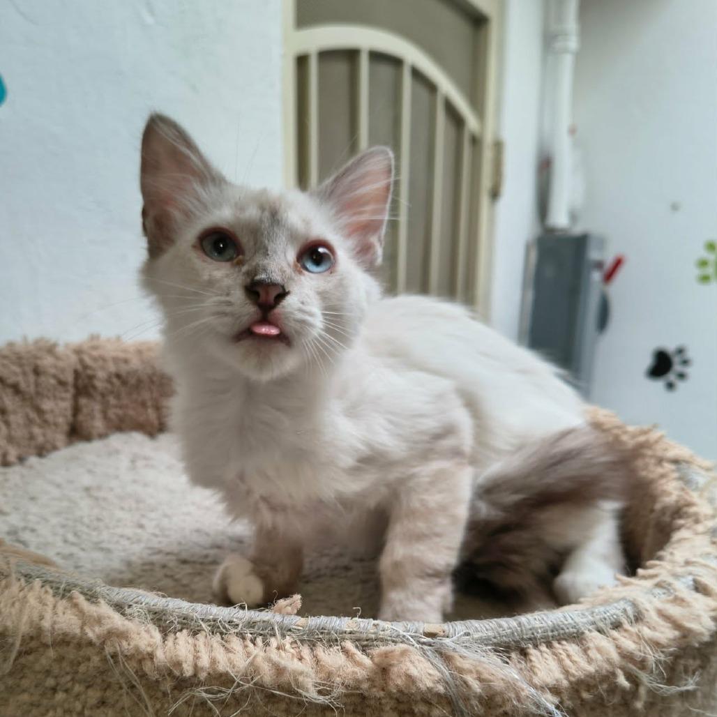 Enlarge Stetson, a Adoptable mixed breed in Las Cruces, NM image 4/4