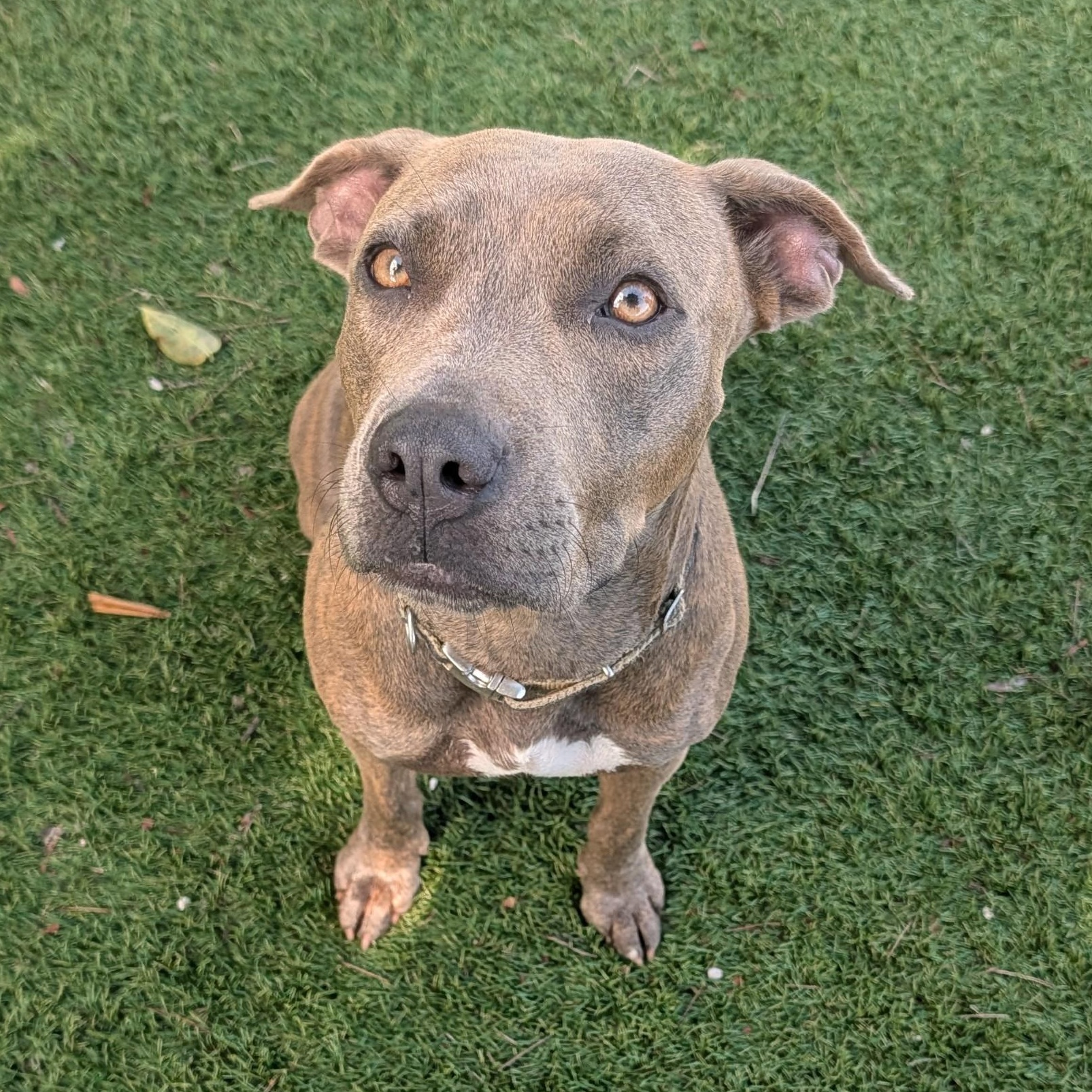 Enlarge Goldie, a Adoptable Mixed Breed in Key Largo, FL image 2/5