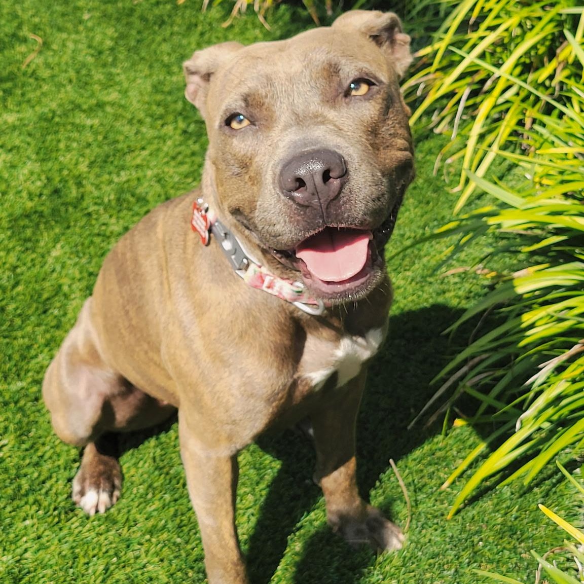 Enlarge Goldie, a Adoptable Mixed Breed in Key Largo, FL image 1/5
