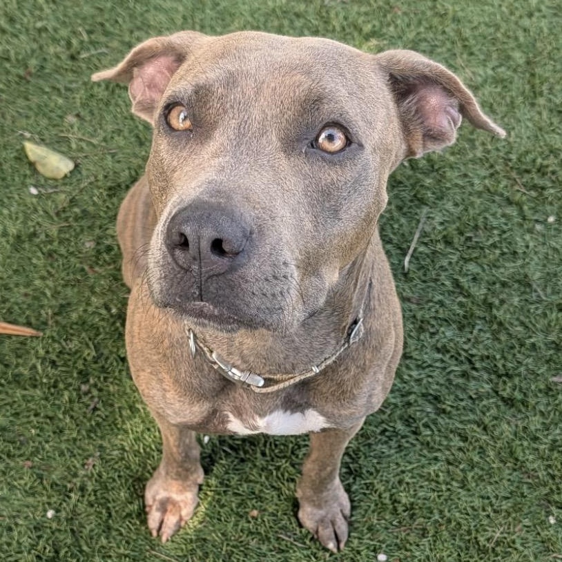 Enlarge Goldie, a Adoptable Mixed Breed in Key Largo, FL image 5/5