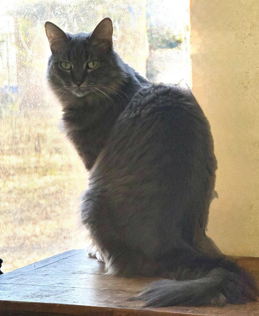PeyPey, Adopted, Adult Male Domestic Medium Hair.
