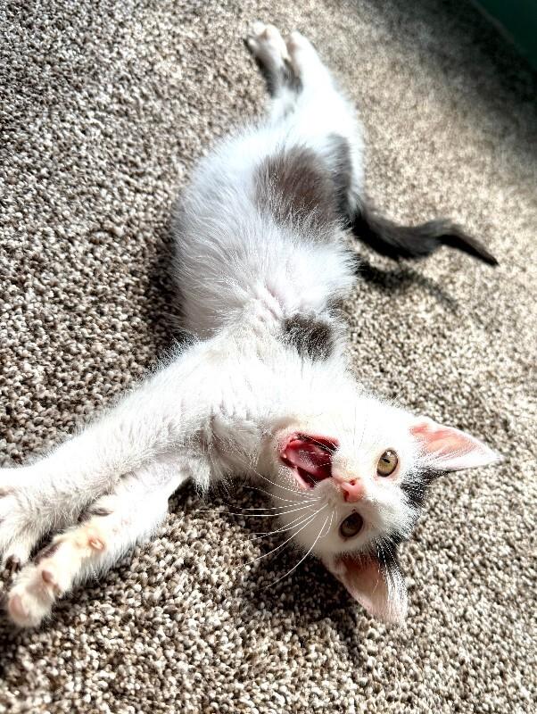 Kitty, Adoptable, Young Female Domestic Short Hair.